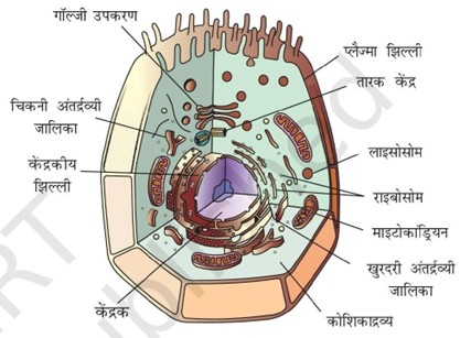 animal cell 