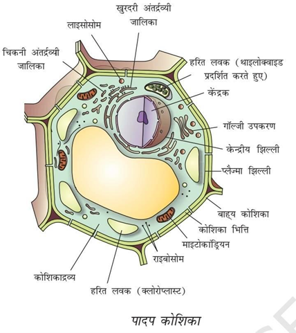 plant cell 